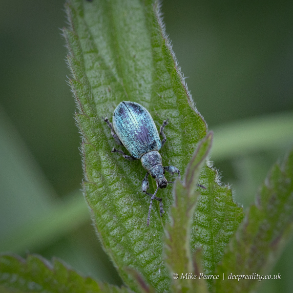 Nettle Weevil