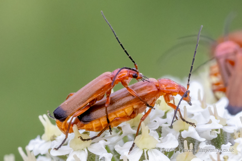 Red Soldier Beetles