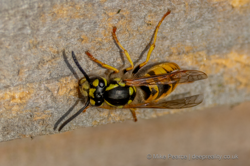 European (German) Wasp
