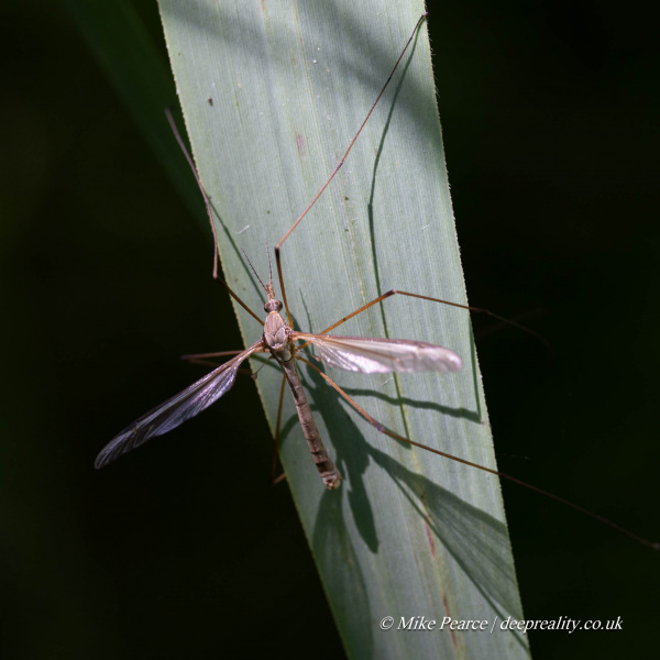 Marsh Crane Fly