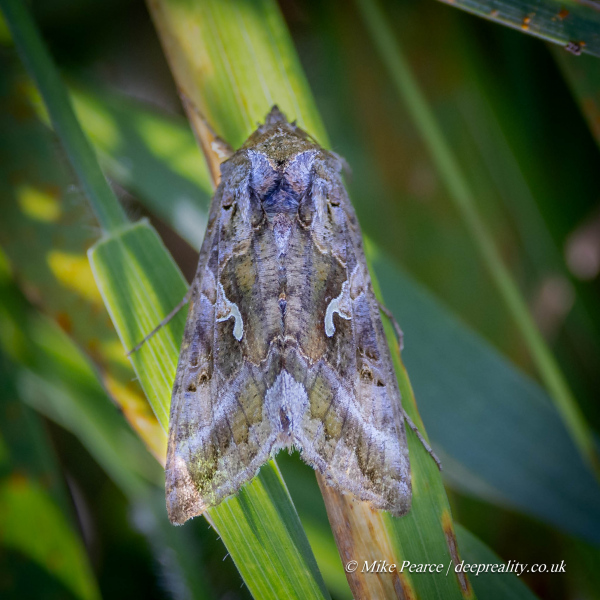 Silver Y Moth