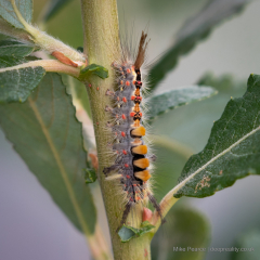 Vapourer Moth Caterpillar