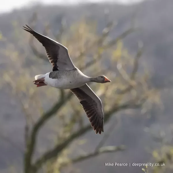 Greylag