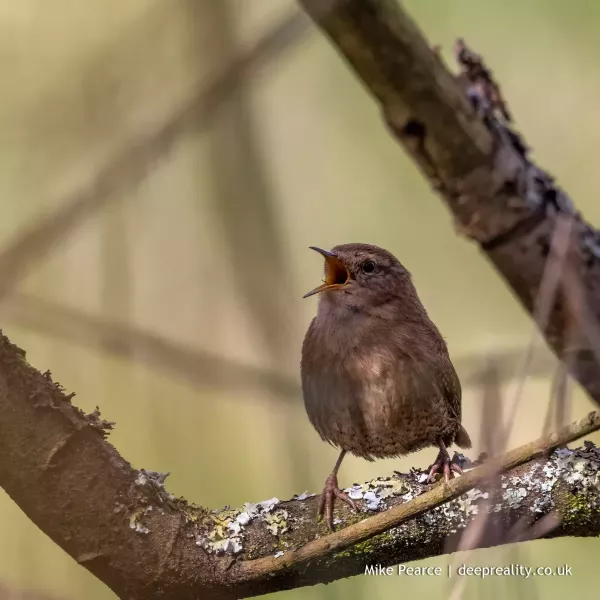 Wren