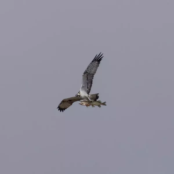 Osprey with pike, Loch of Kinnordy