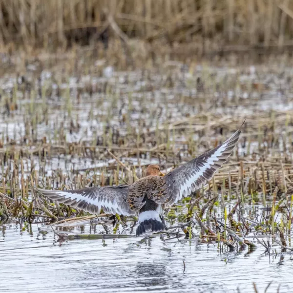 Black-tailed godwit