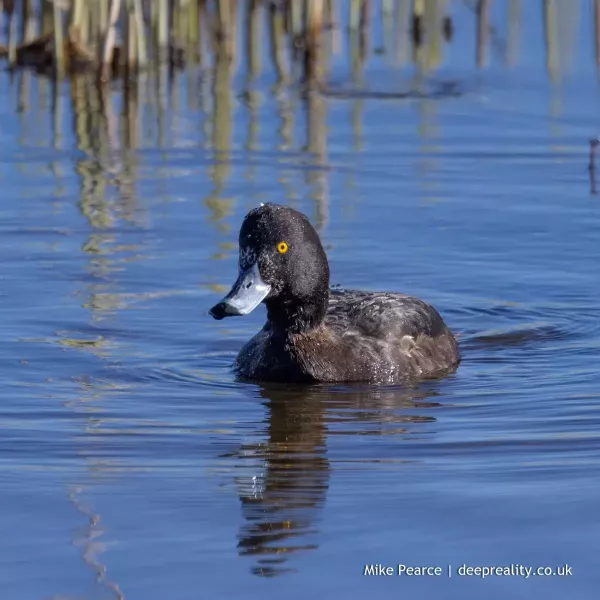 Tufted Duck, female