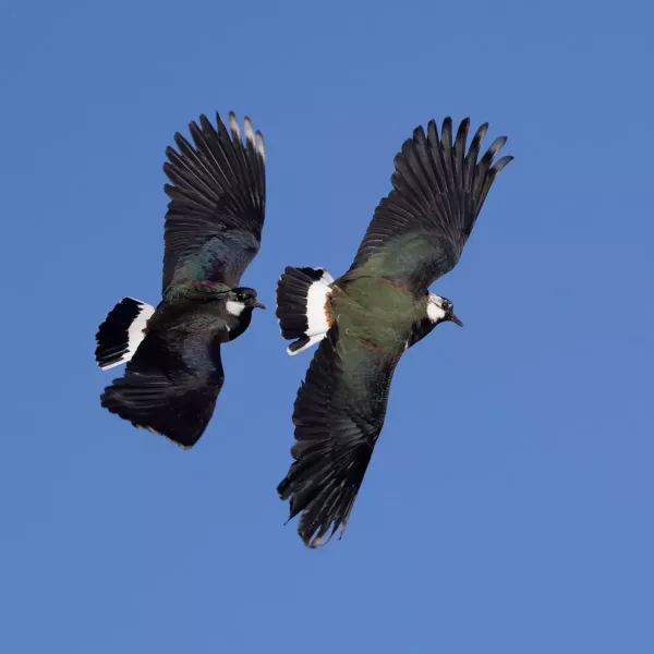 Male lapwing in territorial / mating dispute