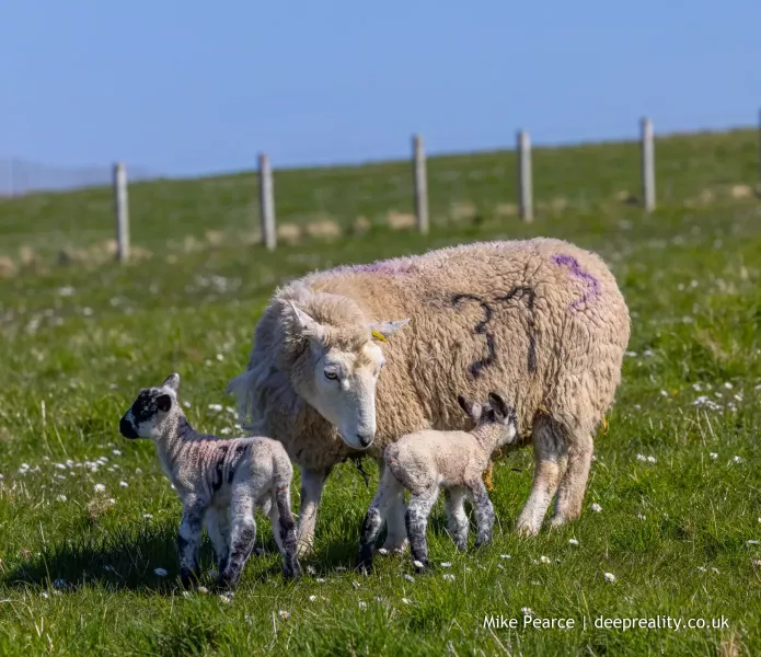 Spring lambs