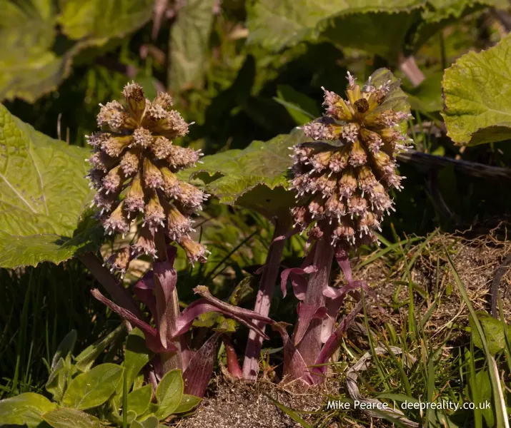 Butterbur