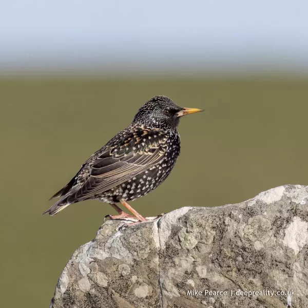 Starling