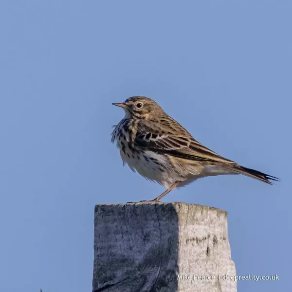 Meadow pipit