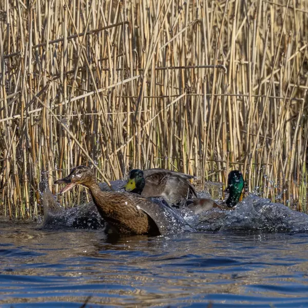 Mallard males fighting to mate with a female