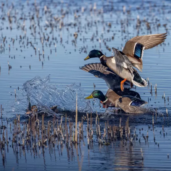 Mallard males fighting to mate with a female
