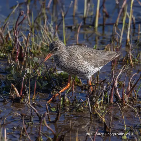 Redshank