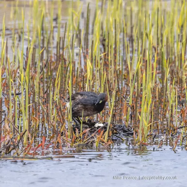 Little grebe on its nest