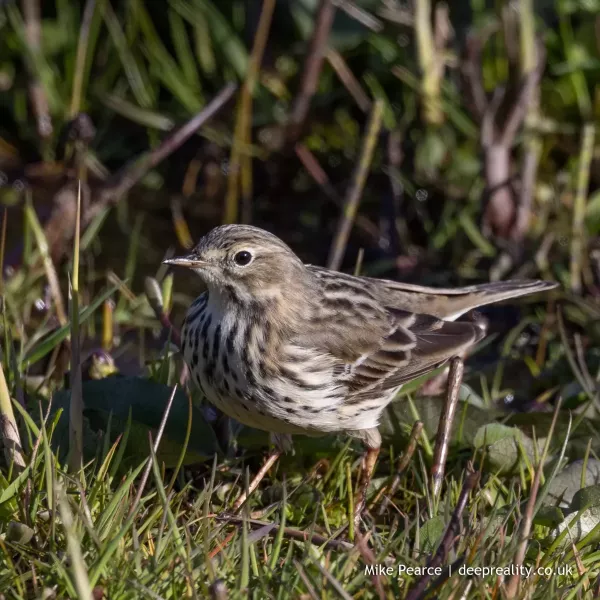 Meadow pipit