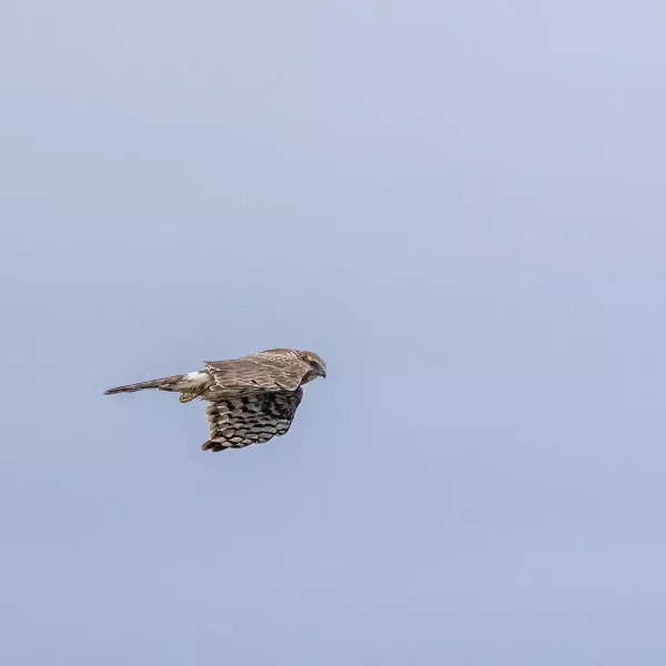 Hen Harrier, female