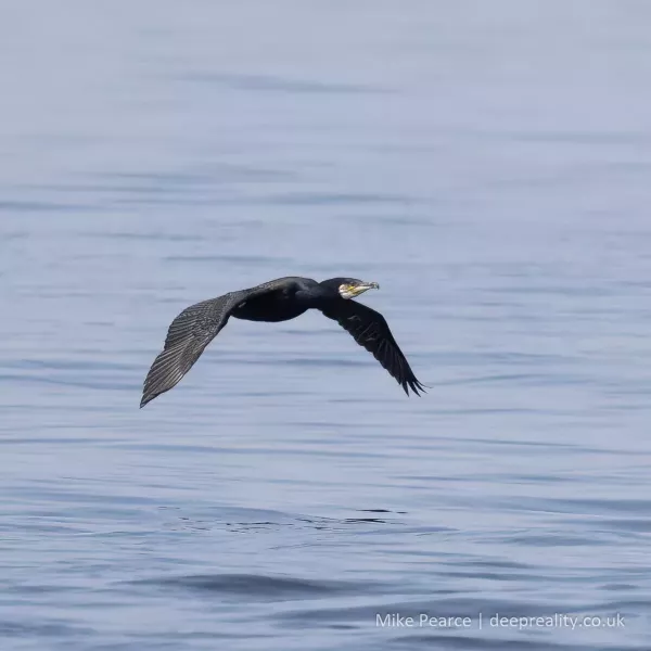 Cormorant