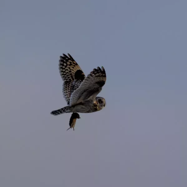 Short-eared Owl with Orkney Vole