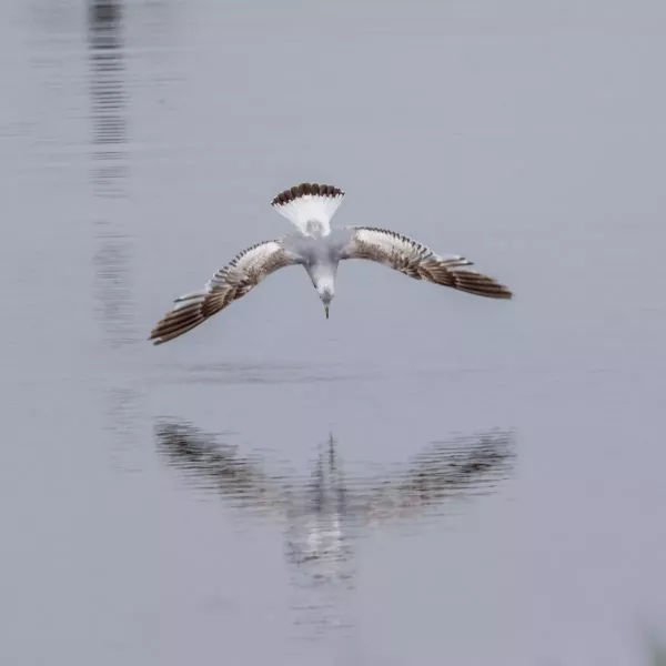 Gull sp?