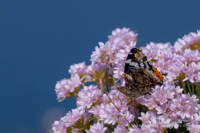 Red admiral butterefly, Noup Head