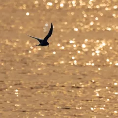 Arctic Tern