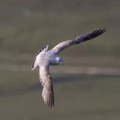 Gull sp?
