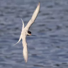 Arctic Tern