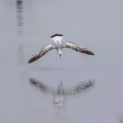 Gull sp?