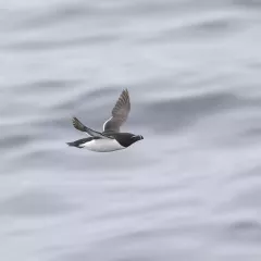 Razorbill
