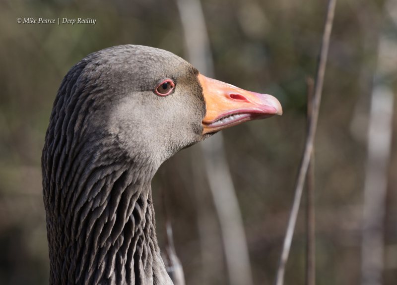 Greylag Goose