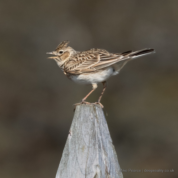 Skylark singing from a perch. Ulva Ferry, Mull, Scotland