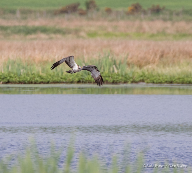 Osprey | RSPB Scotland Loch of Kinnordy