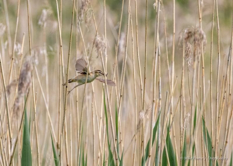 Sedge warbler | RSPB Scotland Loch of Kinnordy