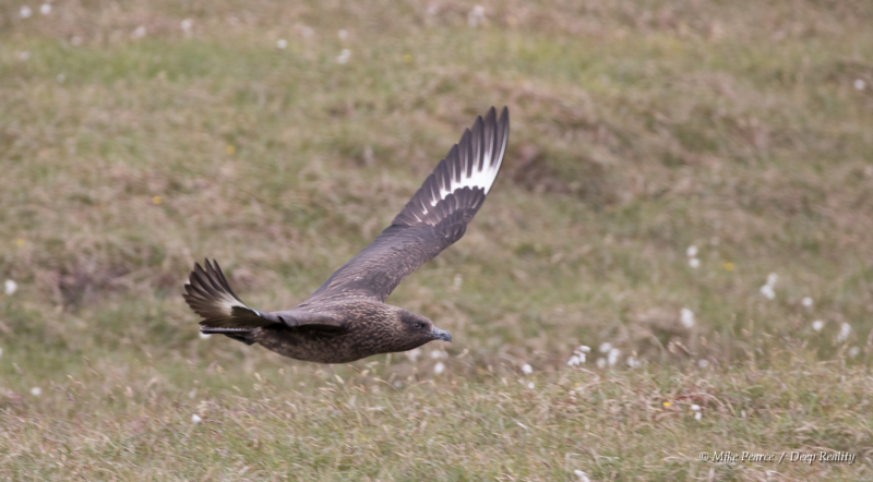 Great Squa ('Bonxie'), Hermaness, Shetland Islands