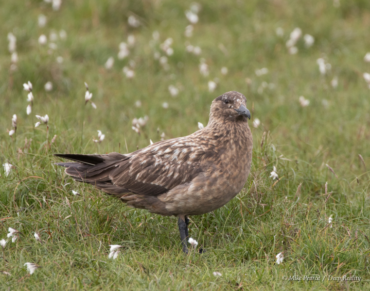 Great Squa ('Bonxie'), Hermaness, Shetland Islands