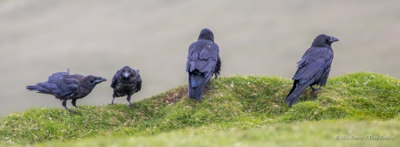 Raven family - 2 adults and 2 juveniles, Hermaness, Shetland Islands