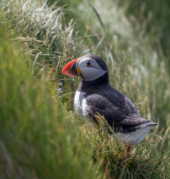 Puffin | Shetland Islands