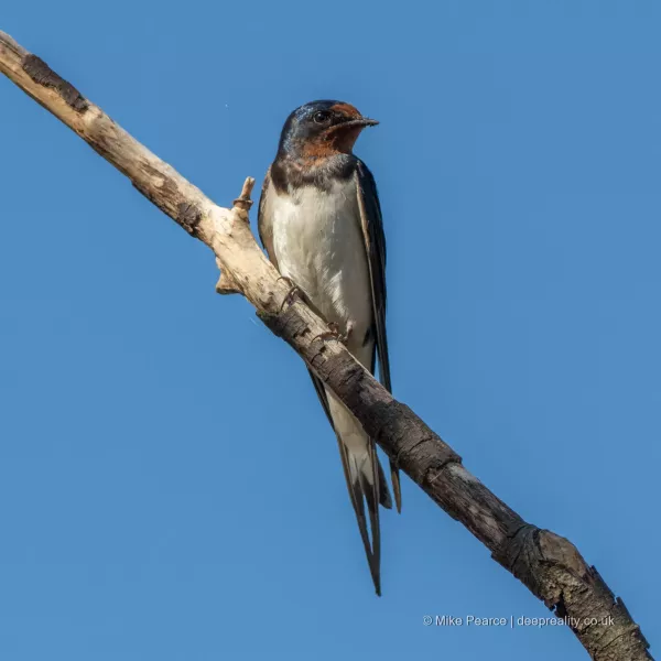 Swallow