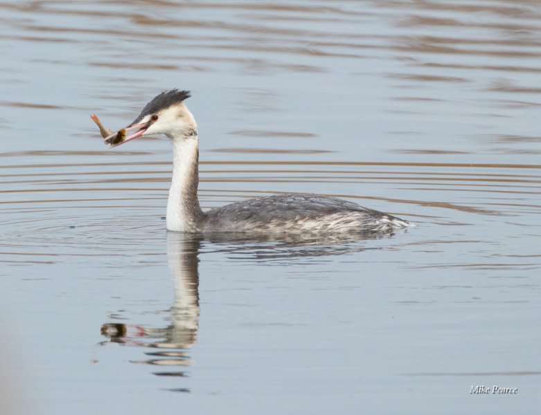 Great Crested Grebe, RSPB Ham Wall