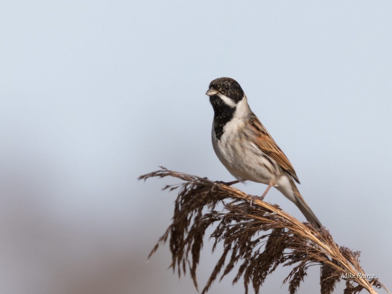 Reed Bunting, RSPB Ham Wall