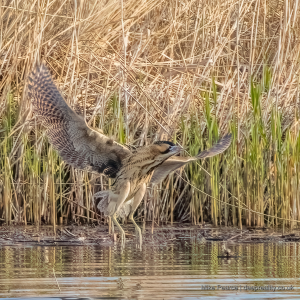 Bittern | RSPB Ham Wall