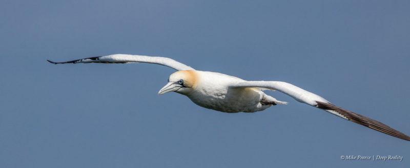 Gannet, RSPB Bempton Cliffs