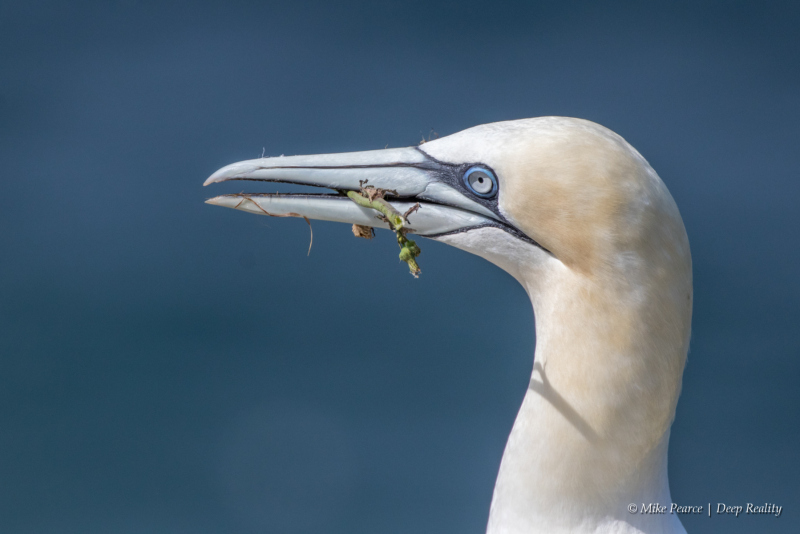 Gannet, RSPB Bempton CLiffs