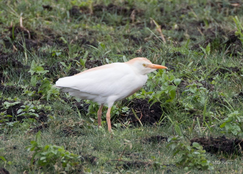 Cattle Egret, SWT Catcott Lows
