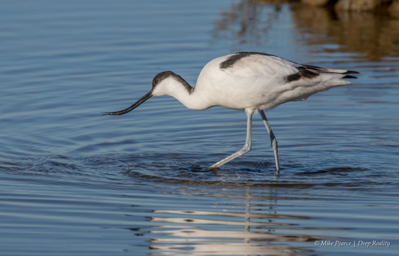 Avocet | Reserve du Teich, France