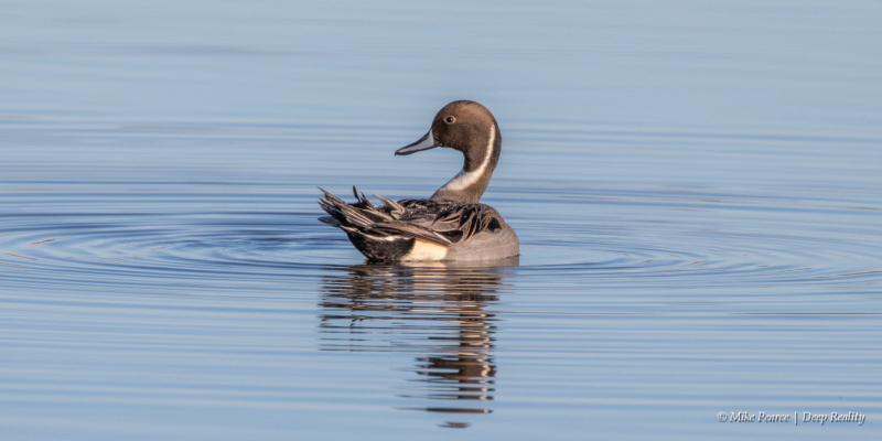 Pintail, male, Reserve du Teich, France