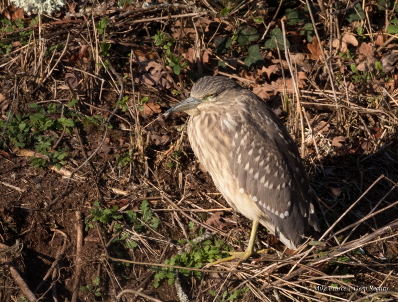 Night heron, juvenile | Reserve du Teich, France
