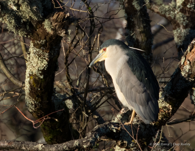 Night heron | Reserve du Teich, France